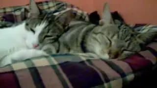 Brothers