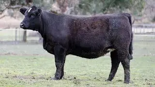 Lot 13 ZMJPU035 VC Simmentals Spring Bull & Female Sale 2024