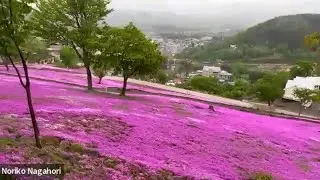 Virtual Photo Walks - Moss Phlox Mountain at Takinoue town in Hokkaido Japan  /滝上芝ざくら公園（北海道紋別郡滝上町）