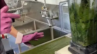 Another creative way to use your freeze dryer - Stinging Nettle Powder
