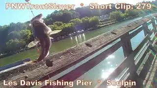Short Clip #279 (Les Davis Fishing Pier)(Sculpin)