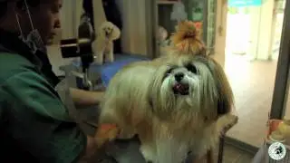 Vet 4 Animal Hospital Introduction (EN)