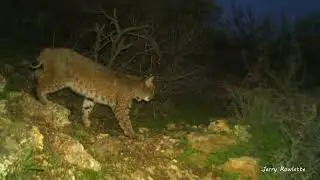 Beautiful Bobcat crossing the rocks yesterday 2