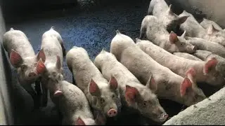 How to construct a pigsty- Common Mistakes