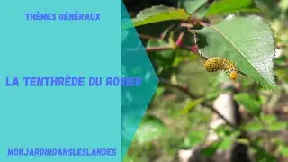 La tenthr&egrave;de du rosier - Monjardindansleslandes