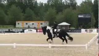 Baroque Pinto stalliion in dressage