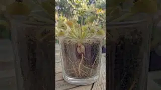 Venus Flytrap Growth Time-Lapse 🪰🌿 | Seed to Full Grown (Dionaea muscipula) | 4K Plant Timelapse
