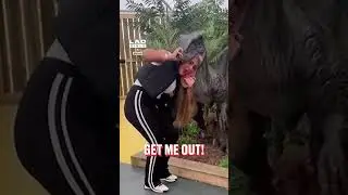 When a fake dinosaur attacks mum 🤣 (🎥: TT/ mrscash0)