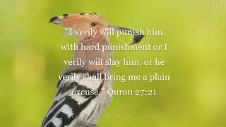 Solomon and the Hoopoe: Quran Brought to Life