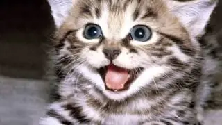 laughing cats
