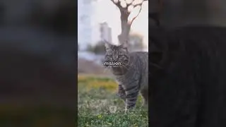kitty park adventures#ai #cutecreations #cute #kitten #catfunny #cats #petvideos #funnypets