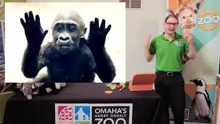 Zoo From Home - Gorillas - Omaha's Henry Doorly Zoo and Aquarium