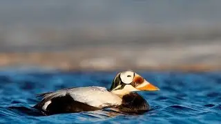 Spectacled Eider - Brileider