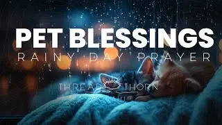 Peaceful Prayer with Pets: Worship Music, Rain, & Purring (Pet Blessings)