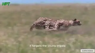 Leopards are solitary predators./fulHD #wildlife