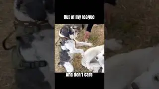 Oh behave Leorio #funny #shorts #dogs