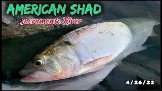SHAD FISHING and Losing and Catching my lure back.