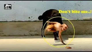 D14-P1 Terrify&Million pity poor baby Axel cry got attack by Dog,Axel much scare run escape fast