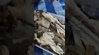 Salt-baked snakehead fish