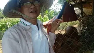 How to raise cows effectively