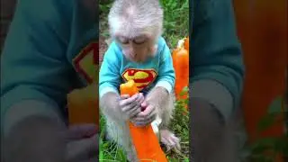 Monkey eating Carrots 🥕 #shortsvideo