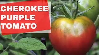 Cherokee Purple Tomato Giveaway (closed)