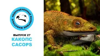 Недооцененные Вымершие Животные. Выпуск 27: Какопс (Cacops)