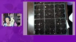 Sowing seed for the garden livestream