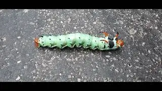 Hickory Horned Devil Caterpillar (Regal Moth or Royal Walnut Moth)