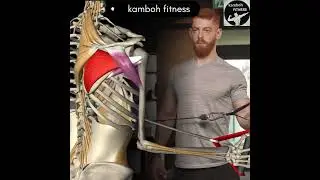 SHOULDER EXTERNAL ROTATIONAn external rotation exercise targeting the Infraspinatusand Teres Minor