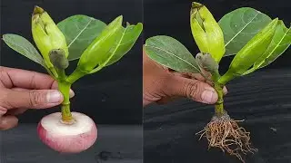 How to grow Jackfruit Tree from cutting with natural rooting hormone