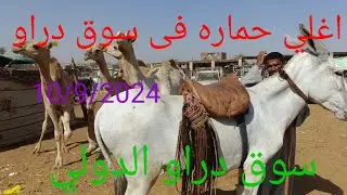 اسعار الحمير سوق الثلاثاء اتفرج على اغلي حماره فى سوق اسوان 10/9/2024