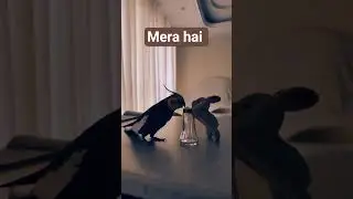 mera hai yar 🤣 #funnyparrot #talkingparot #petparrot #funnybird #viralshorts