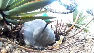 Gambel's Quail nesting in Tucson, Arizona: Ant swarm! Threat or just snacks?