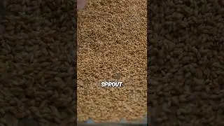 How to Brew Traditional Beer at Home