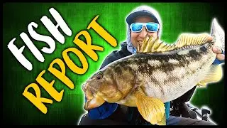 Kayak Fishing La Jolla 2020 - Giant Calico (Released)