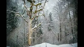 [Free] 