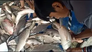 Packed fish 2022