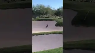 Brilliant lynx hunting technique - Beautiful Lynx shows its predator side. #nature  #shorts