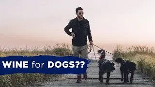Take a Pet-Friendly Adventure to Washington