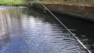 UL  spinning ,lure fishing for river wild brown trout