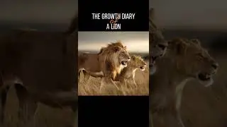 Lion's Growth Diary Great Mother's Love #cuteanimals