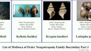 List of Mollusca of Order Neogastropoda Family Buccinidae Part 3 neptunea engina gemophos manaria