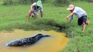 Unique Fishing - Founding & Catch Big Snakehead Fish By Hand 2022