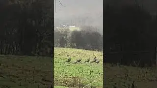 TURKEY FLOCK on the roadside TOMS AND JAKES #turkey #hunting #turkeyhunting SPRING TURKEY 2023