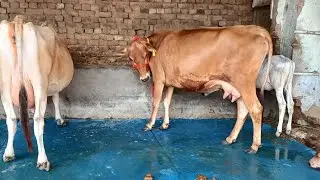 98150-75916 ,3 jeersy cow's for sale price normal