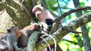 Jazzy monkey  family, She need rest for health care on baby