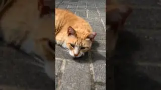 Ginger white tabby cat,sorry, did I wake you? 😹