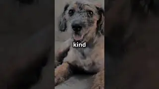 heartbreaking animal story