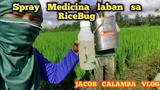 Spray medicina laban sa Ricebug sa Palayan + Paano padamihin ang ani sa panghuling pagpatubig ?